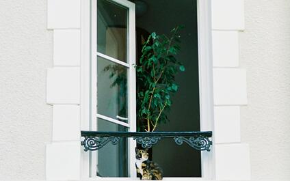 Open venster met kat