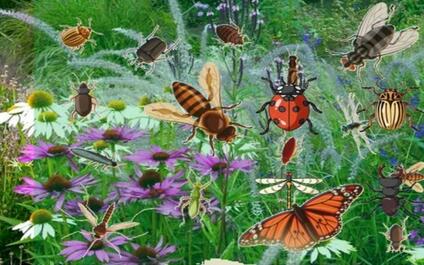 Maandwandeling: Bijen en andere insecten