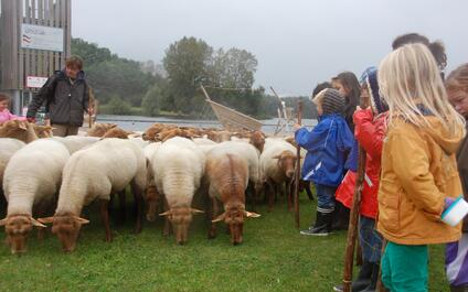 enkele kinderen met herderstok bij de schapen in de Blaarmeersen