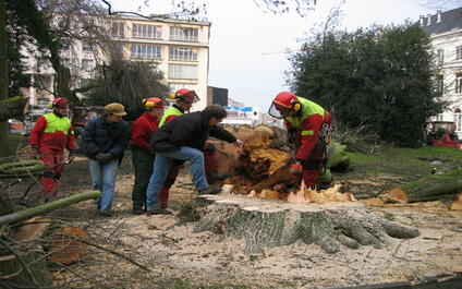 Werknemers van de Groendienst bij een gevelde zieke boom