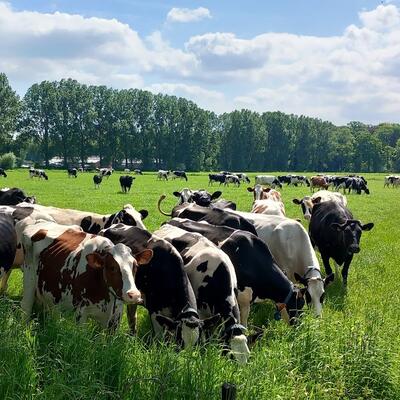 De koeien van landbouwer Wim Van Hecke op de OCMW-gronden in Mendonk