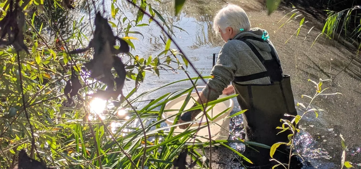 De grote modderkruipers worden uitgezet