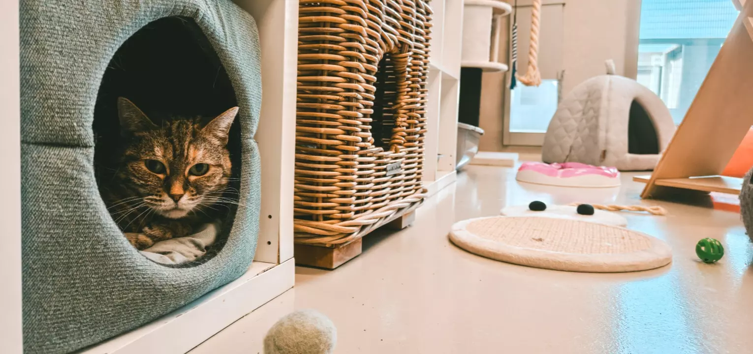 kat in mand in dierenasiel