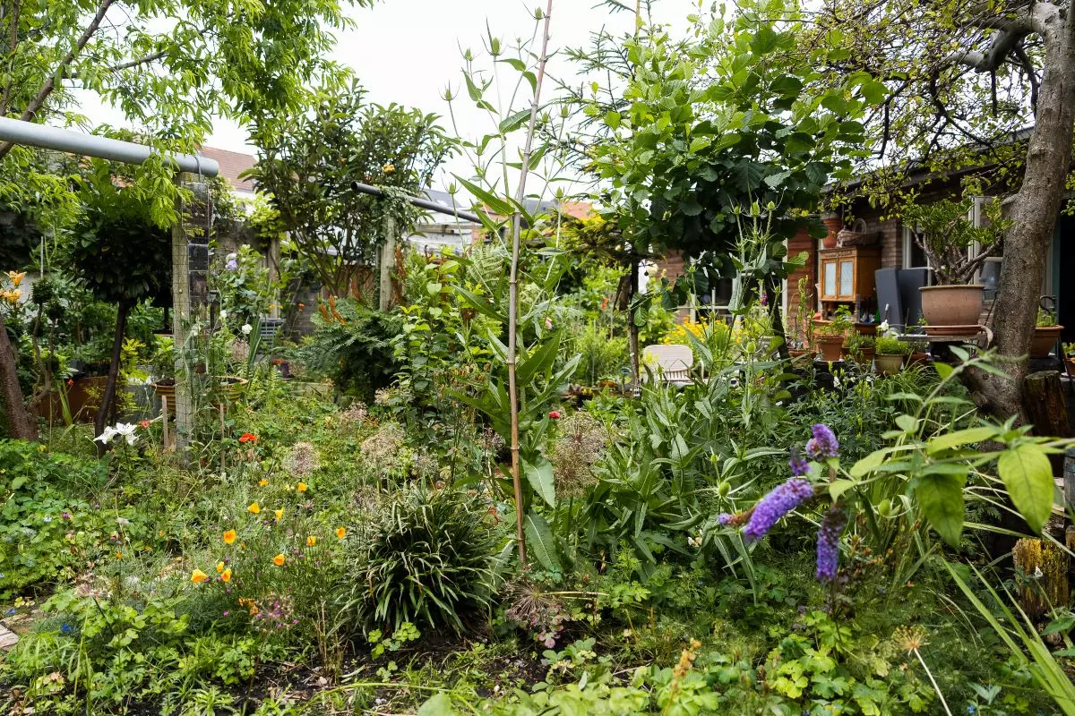 Stadstuin met veel planten 